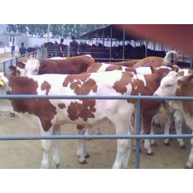 西門塔爾牛，改良肉牛，利木贊牛，魯西黃牛