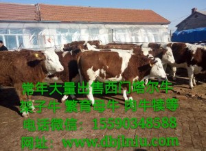 東北黃牛，東北黃牛價格，東北黃牛養殖基地，東北黃牛養殖場