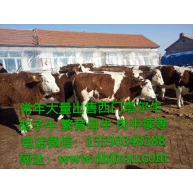 吉林西門塔爾牛多少錢