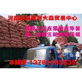 常年大量供应杞县印尼蒜和拔米蒜