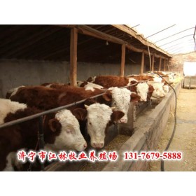 肉牛品种价格；西门塔尔牛价格