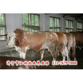 创业肉牛养殖；夏洛莱牛价格