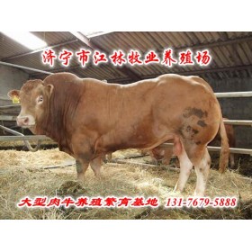 大型肉牛养殖场；利木赞牛价格