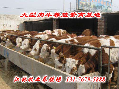 圈养肉牛养殖成本和利润
