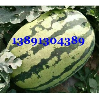 大棚金城5西瓜價(jià)格-陜西萬畝大棚金城5西瓜產(chǎn)地行情