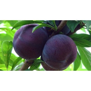 黑布朗李子價(jià)格-陜西出口黑布朗李子，紅布林李子產(chǎn)地行情