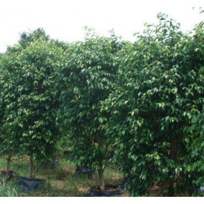 供應大葉榕和小葉榕示范場 廣西菩提榕與高山榕產地