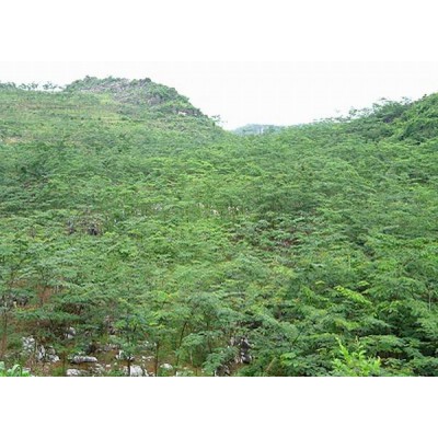 供應任豆樹苗種植園 玉林任豆樹種子特產區