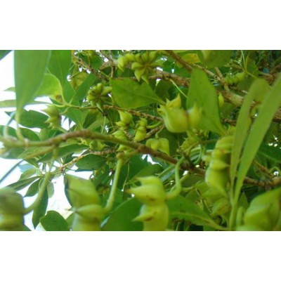 專業(yè)供應(yīng)八角苗和茴香樹和茴香苗廣西經(jīng)營部