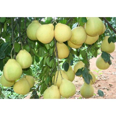 供应黄榄树和橄榄树产区 玉林柚子树与黑榄树苗价格