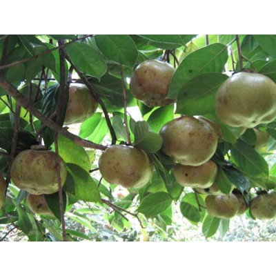 供应广西肉桂树油茶树与八角树产区芭蕉树种苗场