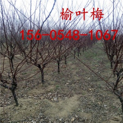 直供榆葉梅8-10-12-15公分榆葉梅報價