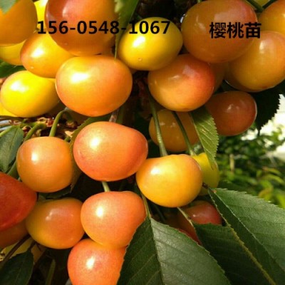 櫻桃苗早紅燈櫻桃苗10公分-12公分櫻桃苗