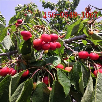 紅燈櫻桃苗 黑珍珠櫻桃苗車厘子樹苗6公分櫻桃苗