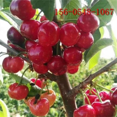 矮化櫻桃樹苗 早大果櫻桃苗   早紅燈櫻桃苗
