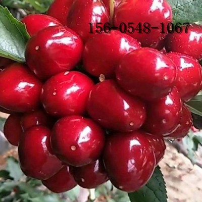 6公分櫻桃苗 薩米脫櫻桃苗 齊早櫻桃樹苗 紅燈櫻桃苗