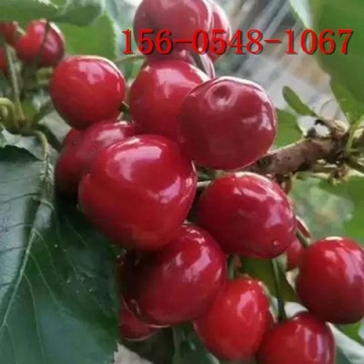 齊早櫻桃樹苗 紅燈櫻桃苗 3公分-6公分櫻桃樹苗