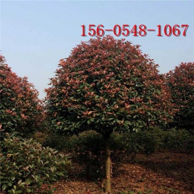紅葉石楠球價格50公分、80公分紅葉石楠