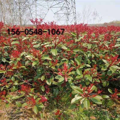 紅葉石楠基地40公分-50公分-80公分紅葉石楠