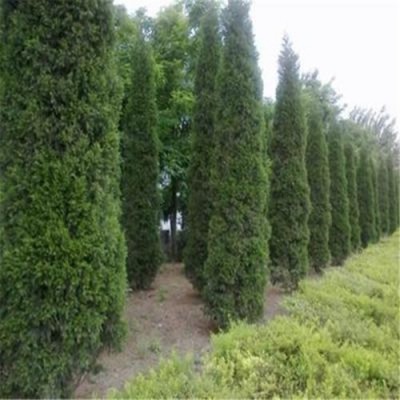 蜀儈量大優惠蜀儈批發5米-6米蜀儈7米-8米蜀儈