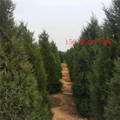 直供3米蜀儈4米-5米蜀儈6米-8米蜀儈-8米蜀儈