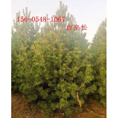 白皮松直銷-1米-2米3米-3.5米-4米白皮松報價
