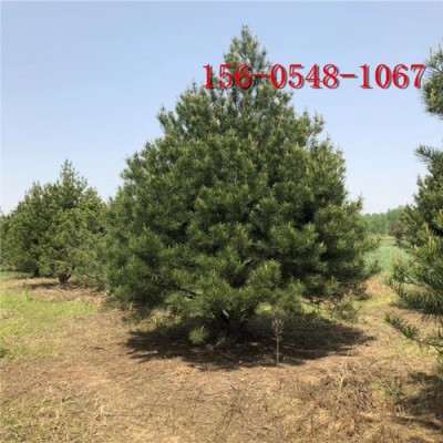 1米白皮松-1.5米白皮松2.5米-3米白皮松報價