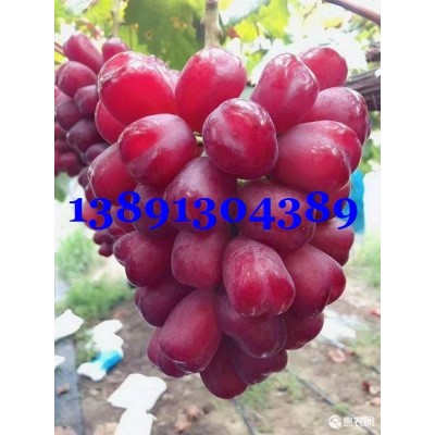 陕西葡萄价格|大荔浪漫红颜产地|渭南浪漫红颜葡萄种植基地