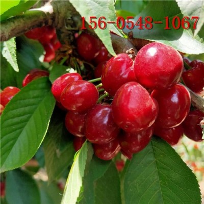 6-8公分紅燈、拉賓斯櫻桃樹、薩米脫櫻桃樹
