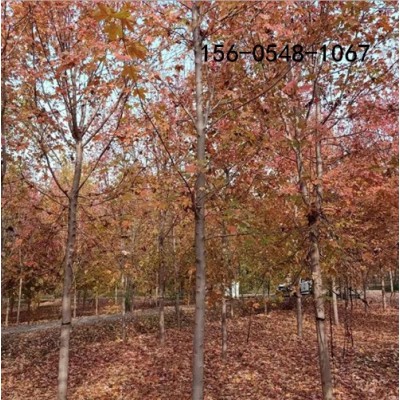 6米、7米、8米叢生紅點紅楓7-8米叢生紅點紅楓