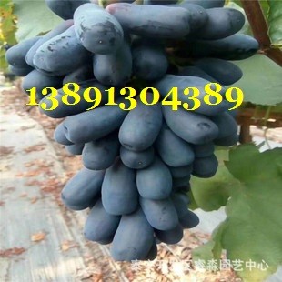 陕西蓝宝石葡萄基地|大荔蓝宝石葡萄产地|浪漫红颜葡萄批发