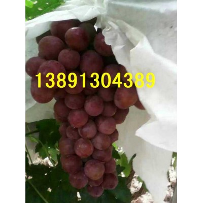 陜西紅提葡萄產(chǎn)地價(jià)格\大荔紅提葡萄產(chǎn)地批發(fā)\提子銷售行情