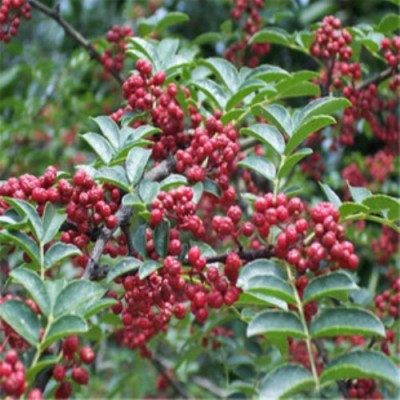 出售九葉青花椒苗 高度1米-1.5米花椒苗80公分花椒苗