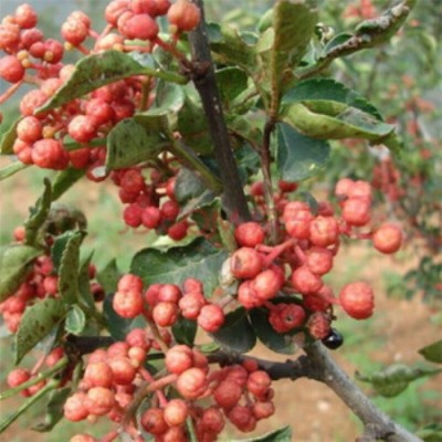 3公分-4公分花椒苗、九葉青花椒苗地徑0.8公分花椒苗