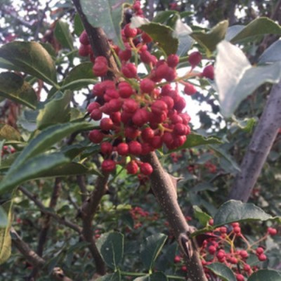 花椒苗50-80公分花椒苗高度1-2米花椒苗