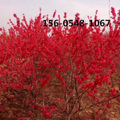 龍柱碧桃常年出售4公分、5公分紅葉碧桃6公分龍柱碧桃