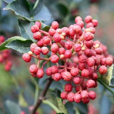 花椒苗1-2-3公分大紅袍花椒苗 3-5公分花椒