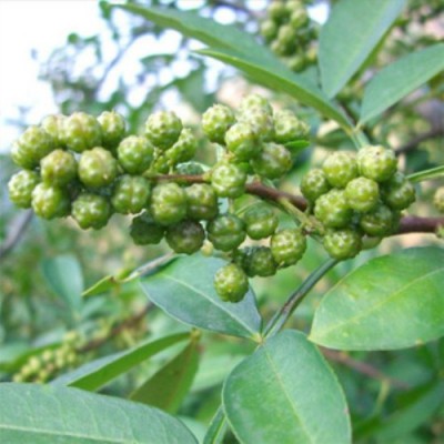 無刺花椒苗、大紅袍花椒苗、0.8公分花椒苗