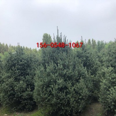 青芊云杉價格1-2-3-4米云杉-青芊云杉基地