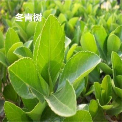 供應(yīng)80公分冬青-1.2米-1.5米-2米冬青苗