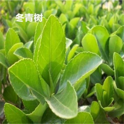 供應(yīng)40、 50公分冬青 60、80公分冬青小苗