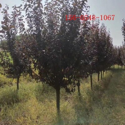 出售紅葉李樹苗10公分紫葉李12公分-15公分紫葉李