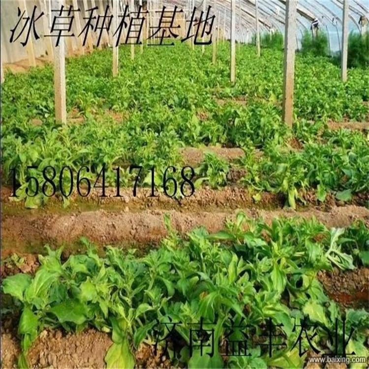 济南优质蔬菜种子冰菜批发商家 进口优质冰草种子销售