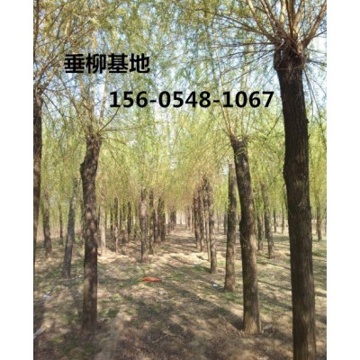 10公分、12公分垂柳-15公分、18公分旱柳報價