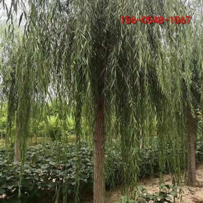 10公分-15公分垂柳樹苗-18-20-25公分垂柳樹苗-
