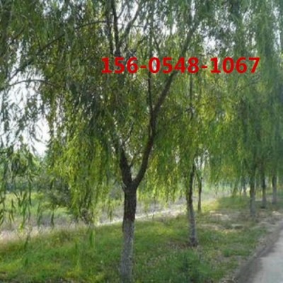 10公分、12公分垂柳產(chǎn)地15公分垂柳30公分垂柳