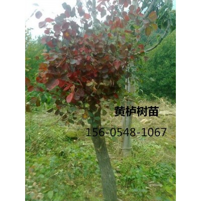 常年供應(yīng)8-9-10-12公分黃櫨-華榮苗木
