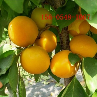 10-12公分山杏圖片12-15公分山杏18公分山杏