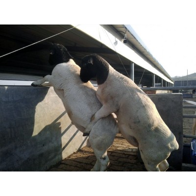 供應梁山縣綿羊產業澳洲白種公羊純種湖羊種公羊小尾寒羊種公羊
