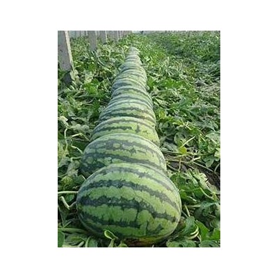 贊皇糖度高西瓜苗品種,無極賣嫁接甜王西瓜苗2023已更新
